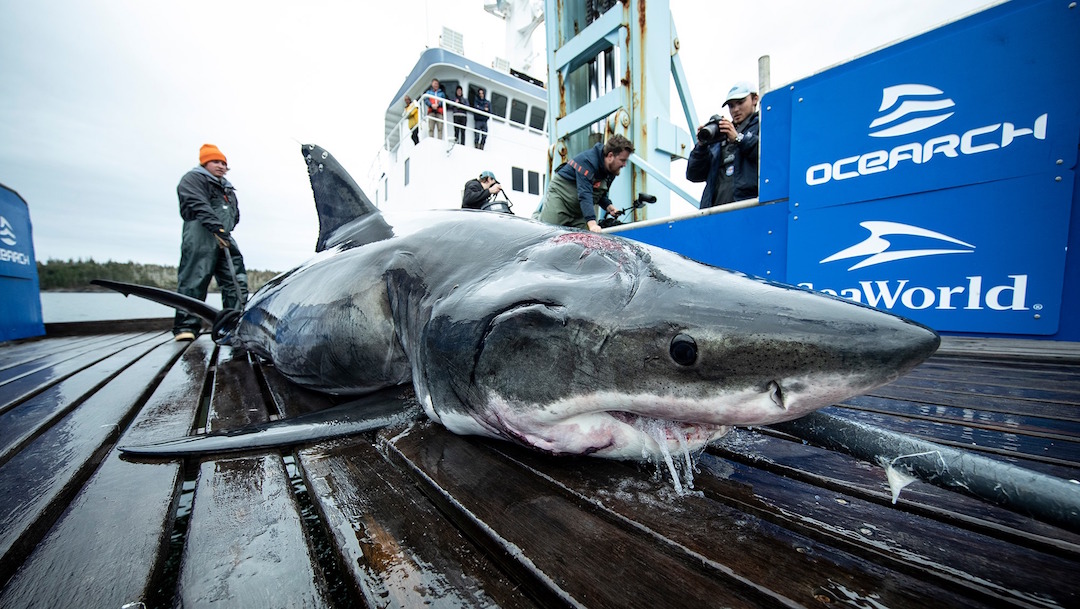 Foto Encuentran a tiburón de 4 metros con mordida de un animal más grande 24 octubre