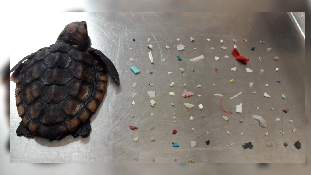 Muere tortuga bebé, tras ingerir 104 piezas de plástico