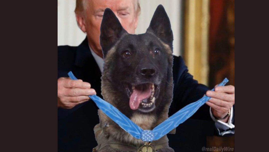 FOTO Trump recibirá a Conan, perro que acabó con Al-Baghdadi
