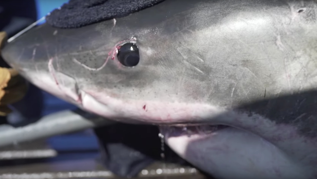 Detectan enorme tiburón blanco en el Golfo de México