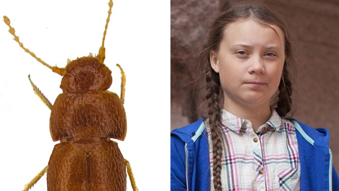 Foto: El escarabajo mide menos de un milímetro de largo y no cuenta con ojos ni alas, 25 de octubre de 2019 (Museo de Historia Natural de Londres)