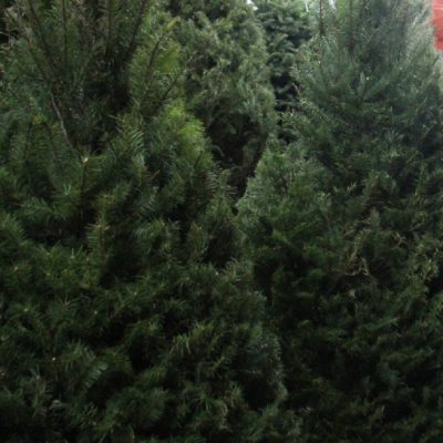 México regresa a EEUU más de cuatro mil árboles de Navidad con plaga