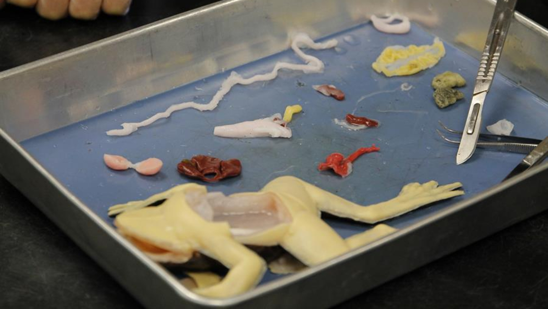 Foto: Escuela de Florida comienza a usar ranas sintéticas para disección, 15 de noviembre de 2019 (EFE)