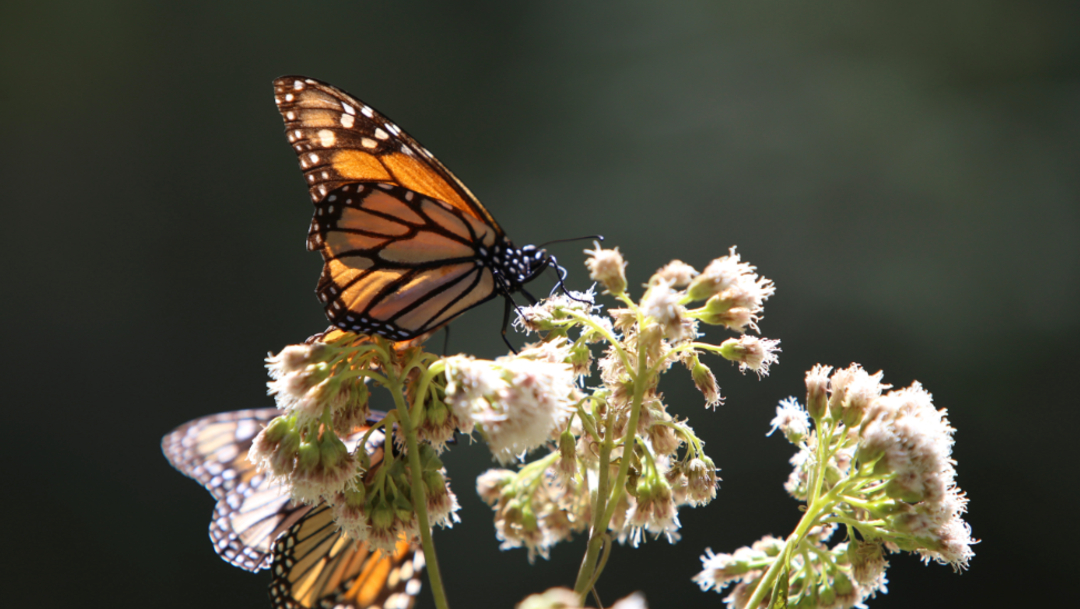 Imagen: Se reconoce al estado por su trabajo de conservar y cuidar los bosques y ejidos que reciben a la mariposa monarca, 17 de noviembre de 2019 (Juan José Estrada Serafín /Cuartoscuro.com)