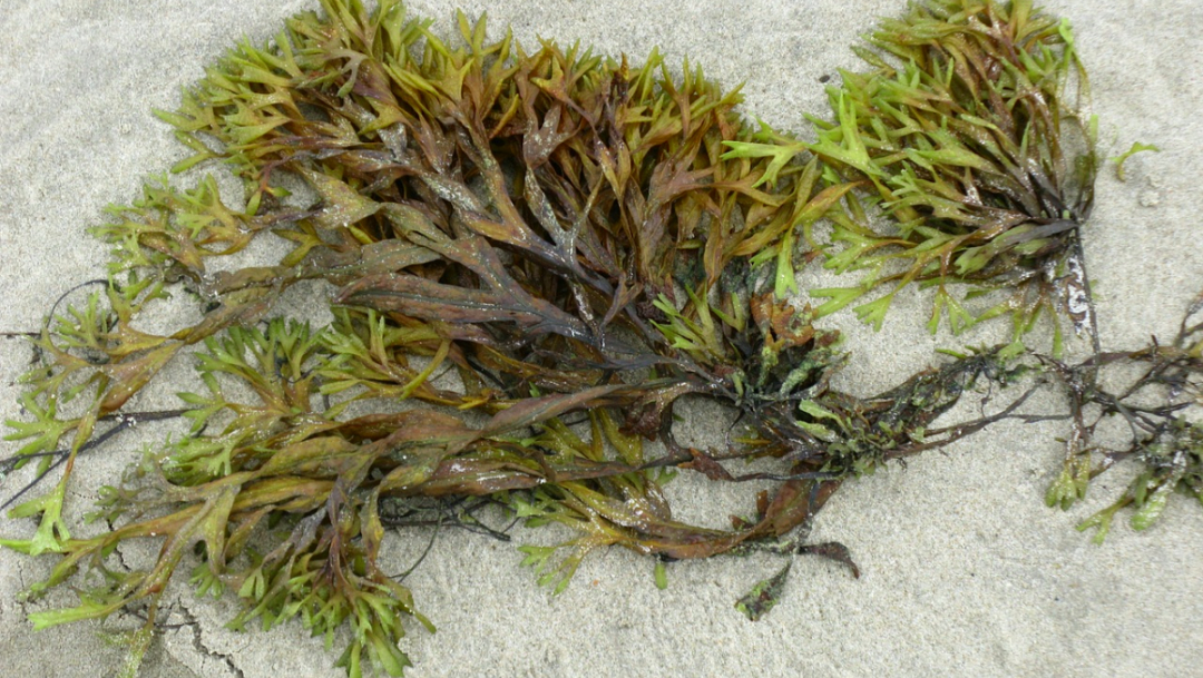 Foto: China aprueba medicamento algas marinas para alzheimer. 5 Octubre 2019
