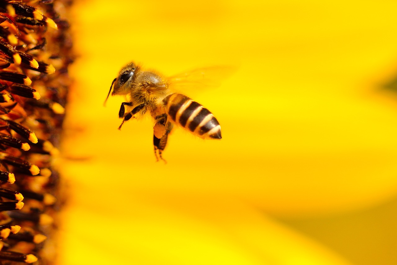 Foto: abejas ser vivo más importante del planeta. 4 Noviembre 2019