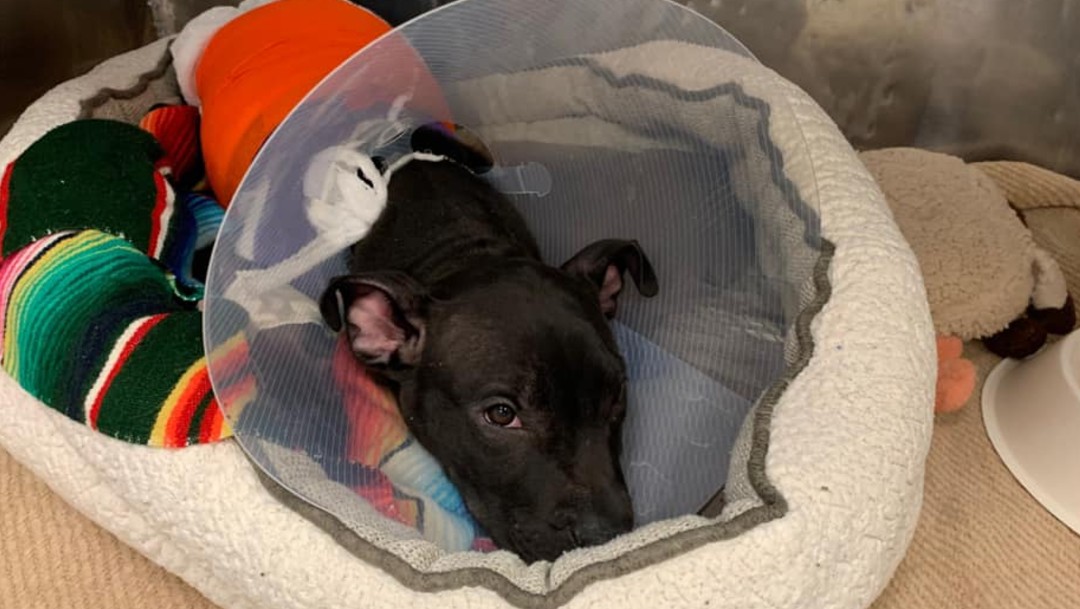 Foto: Cachorro de pitbull se recupera tras ser quemado con soplete