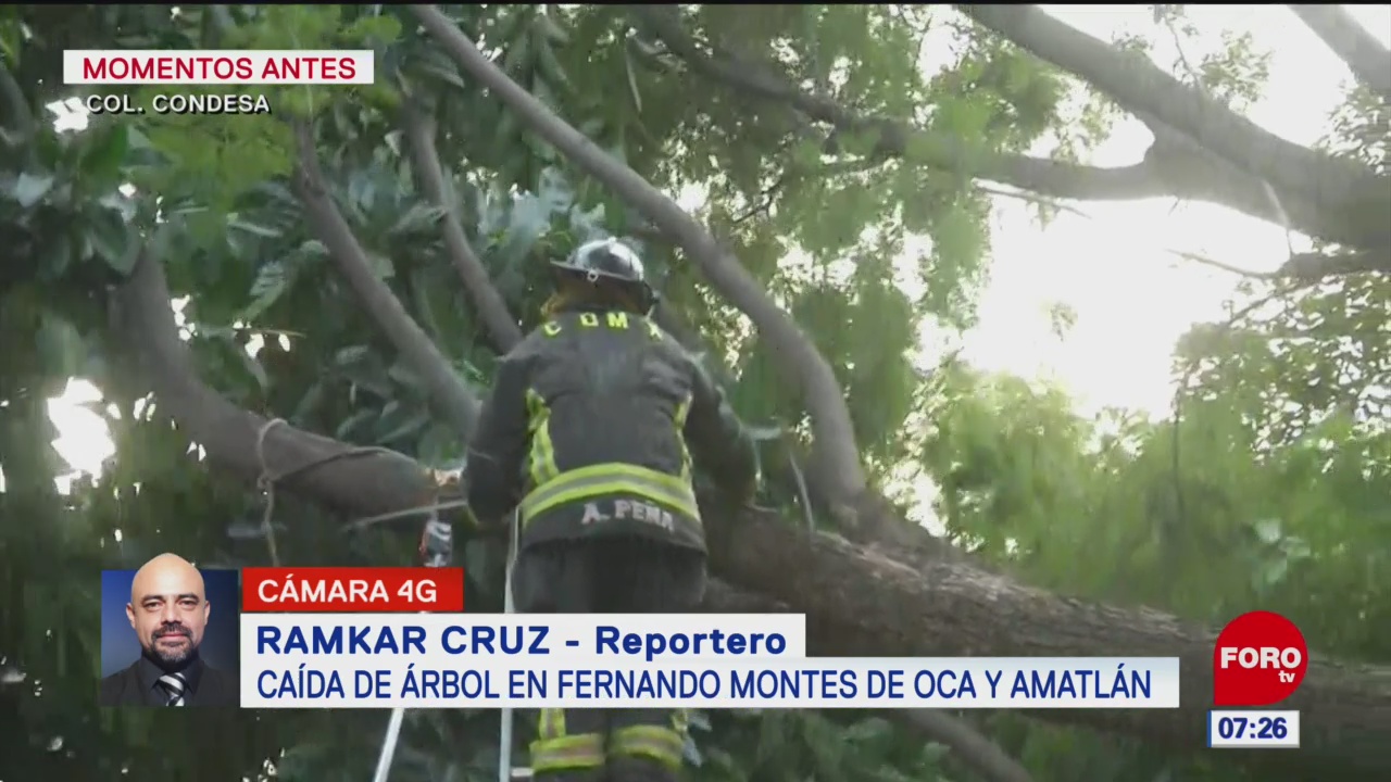 Cae árbol en calles de la colonia Condesa, en CDMX