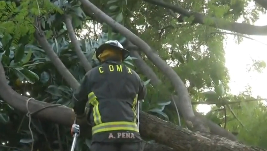 FOTO Bombero cae mientras cortaba ramas de árbol atorado con cables (FOROtv)