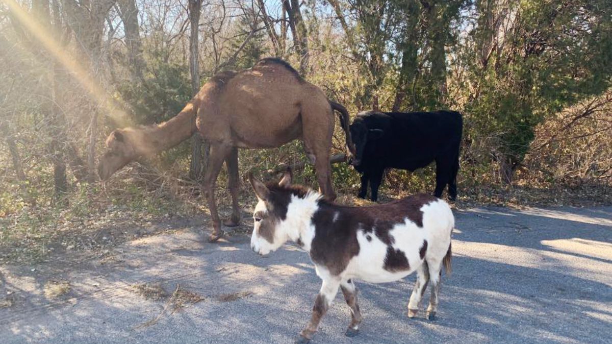 Un camello, una vaca y un burro recorren calles de Kansas