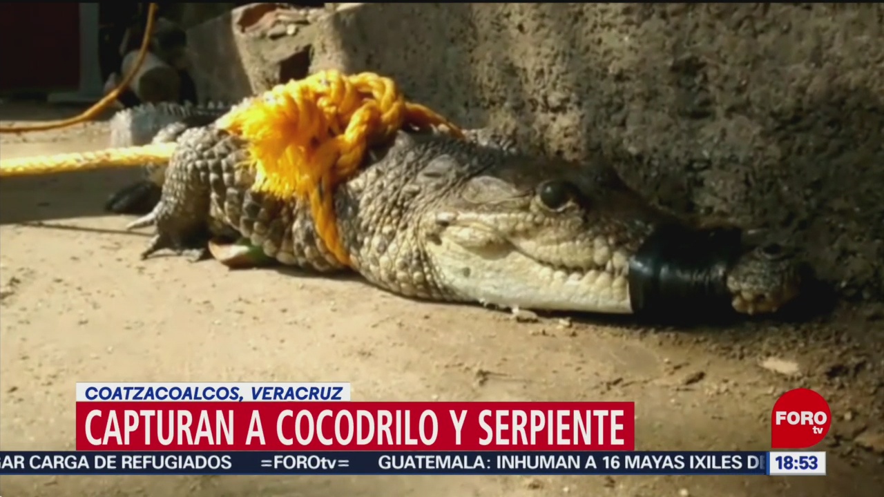 FOTO: Capturan cocodrilo y serpiente en Veracruz, 28 noviembre 2019