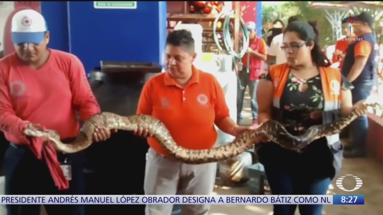 Capturan serpiente y cocodrilo en Coatzacoalcos, Veracruz