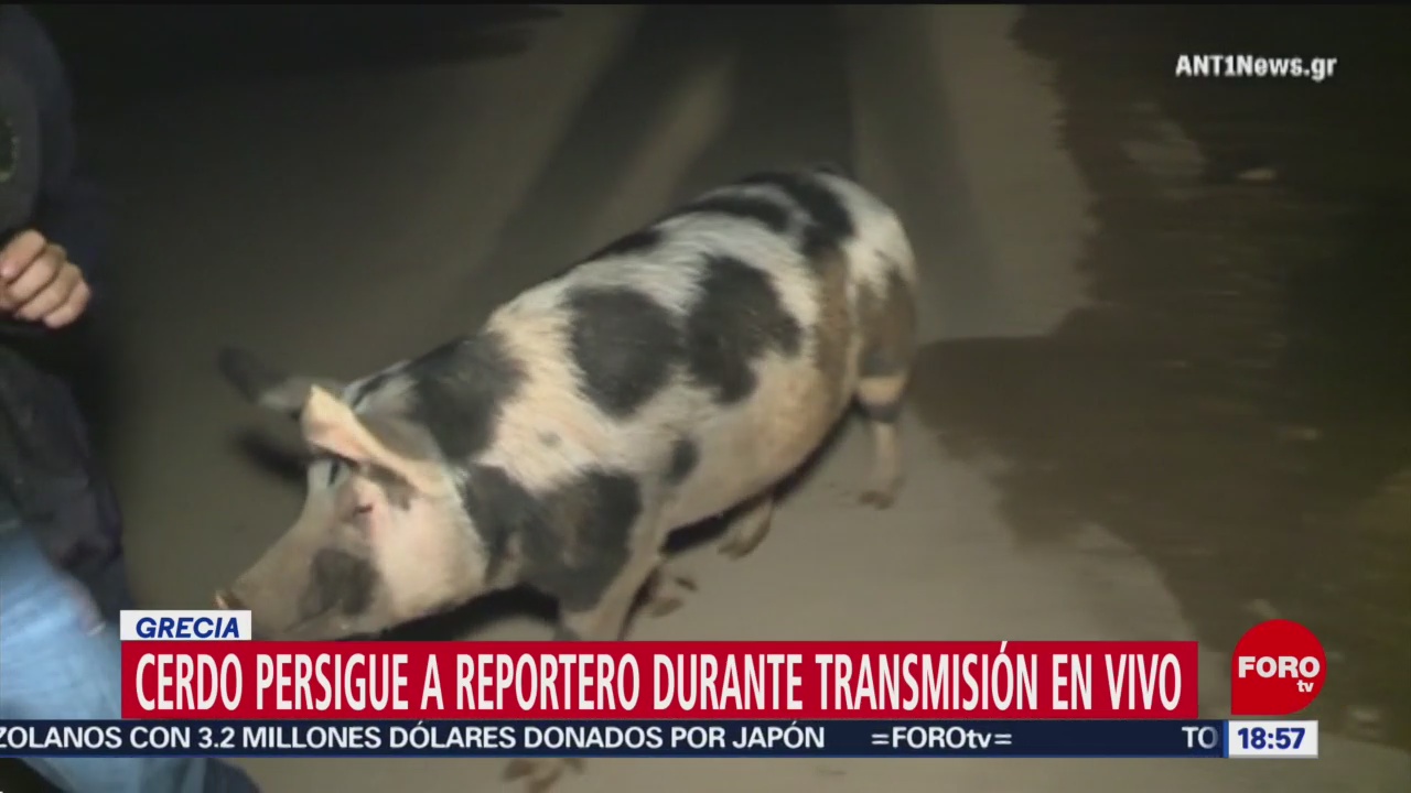 FOTO: Video Cerdo persigue reportero transmisión vivo