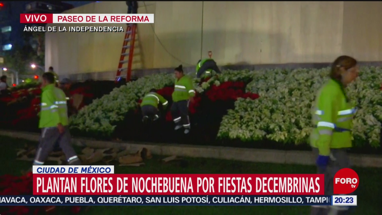 FOTO: Colocan flores de Nochebuena en el Ángel de la Independencia, 16 noviembre 2019