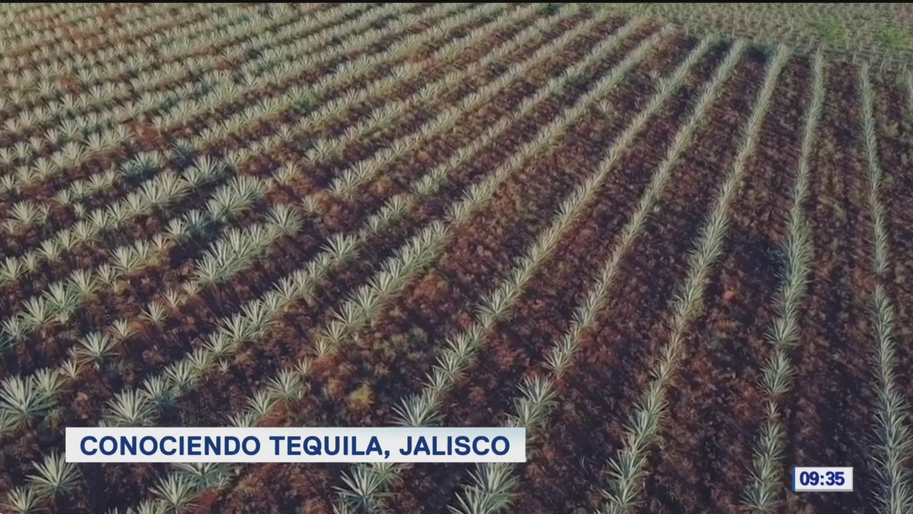 Foto: Conociendo Tequila Jalisco,