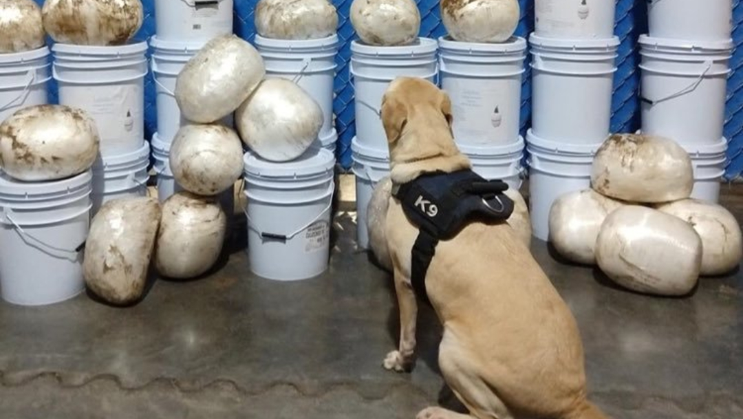Foto: La droga fue detectada por binomios caninos al realizar revisiones aleatorias en el establecimiento, 31 de octubre de 2019 (Twitter @Central_CM)