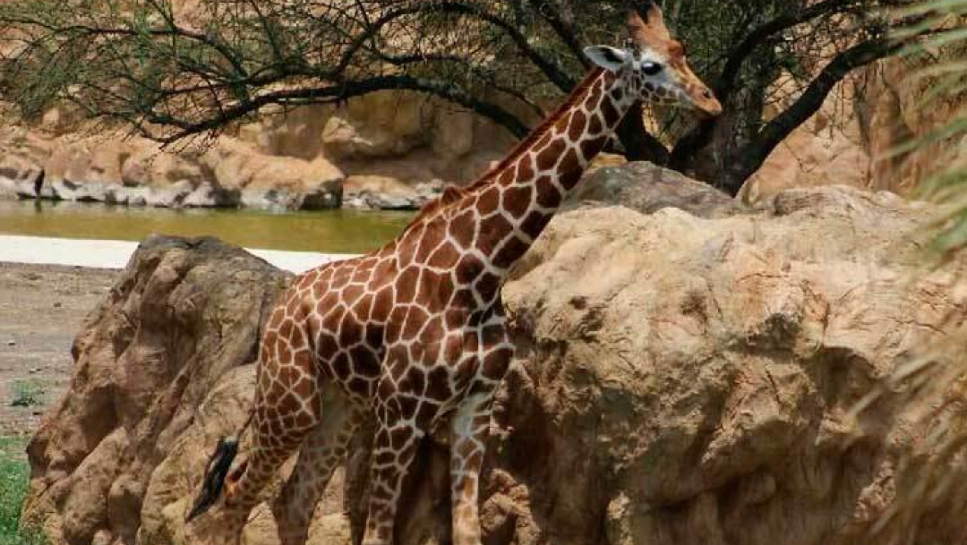 Continúan muertes en zoológico de Nuevo León; ahora fue una jirafa