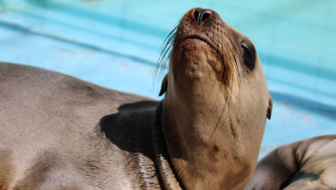 Fotos y video: Lobos marinos bebés rescatados ya tienen nuevo hogar