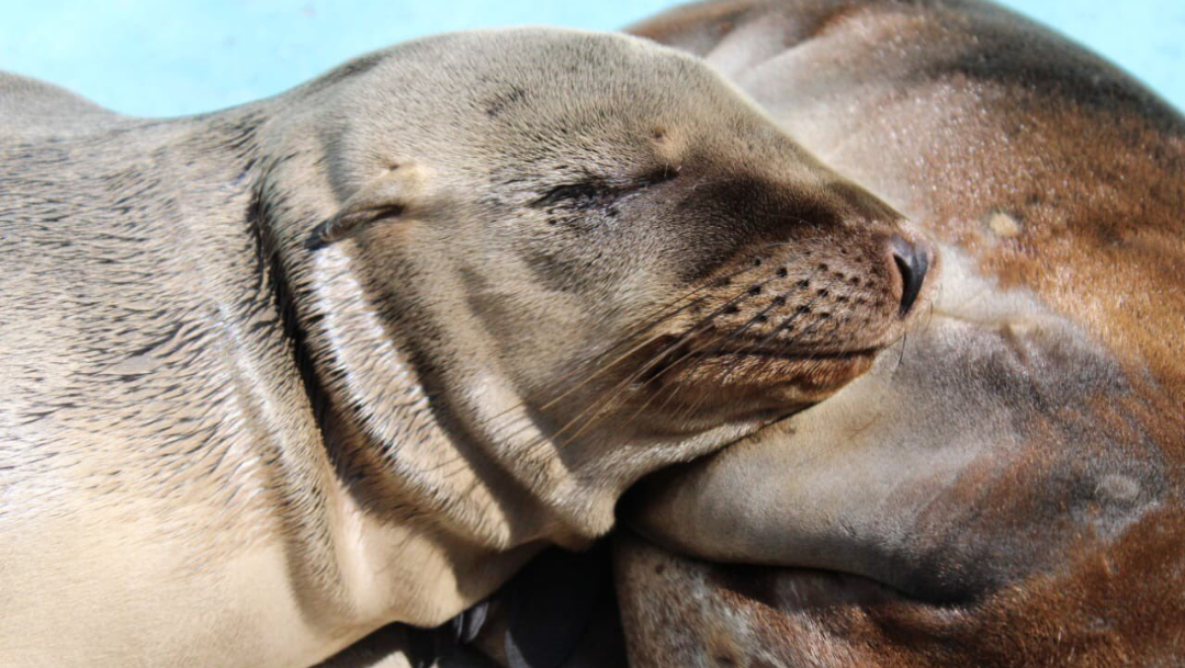 Foto: Los lobos marinos bebés fueron atendidos por especialistas, 22 de noviembre de 2019 (Twitter @SEDEMA_CDMX)