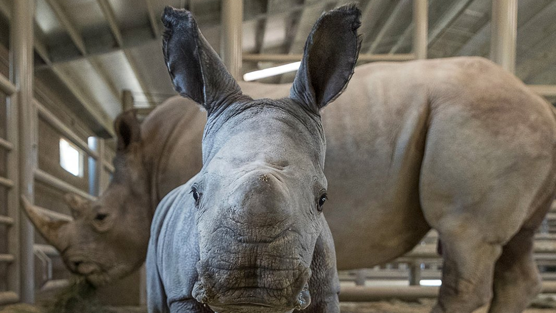 Nace rinoceronte blanco en Zoológico de San Diego, EEUU