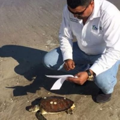 Hallan 130 tortugas muertas por redes de pesca en Tamaulipas