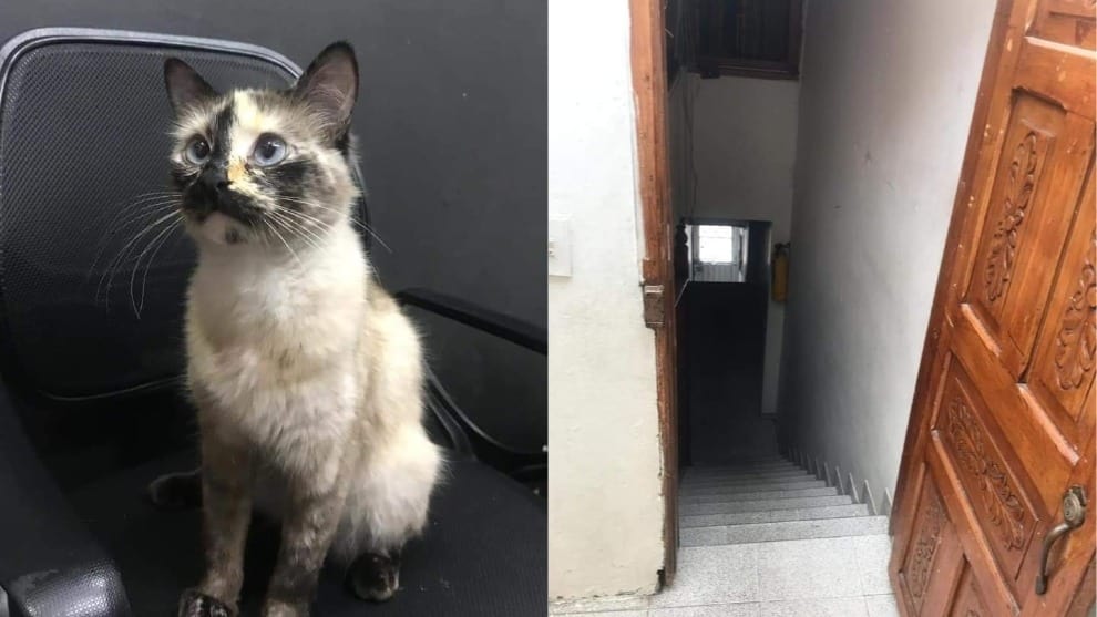 Foto Gato reacciona y salva a bebé de caer por la escalera 8 noviembre 2019