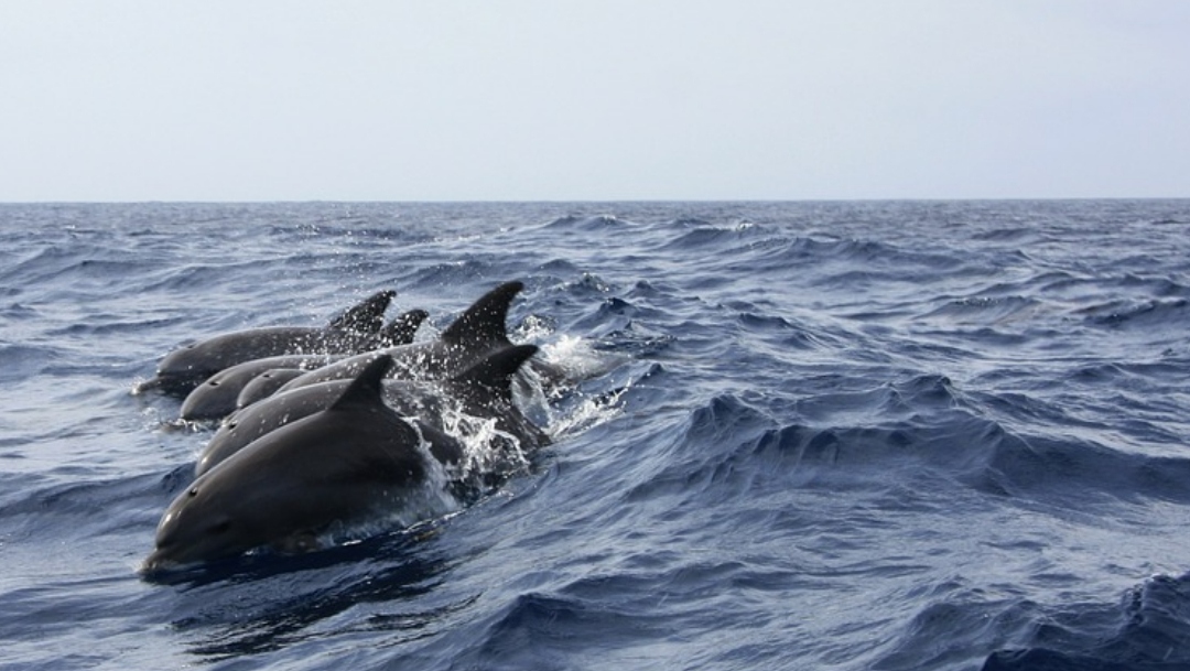 Video: Captan masacre de delfines por cacería en Japón