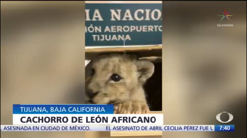 Guardia Nacional rescata a cachorro de león enviado por paquetería