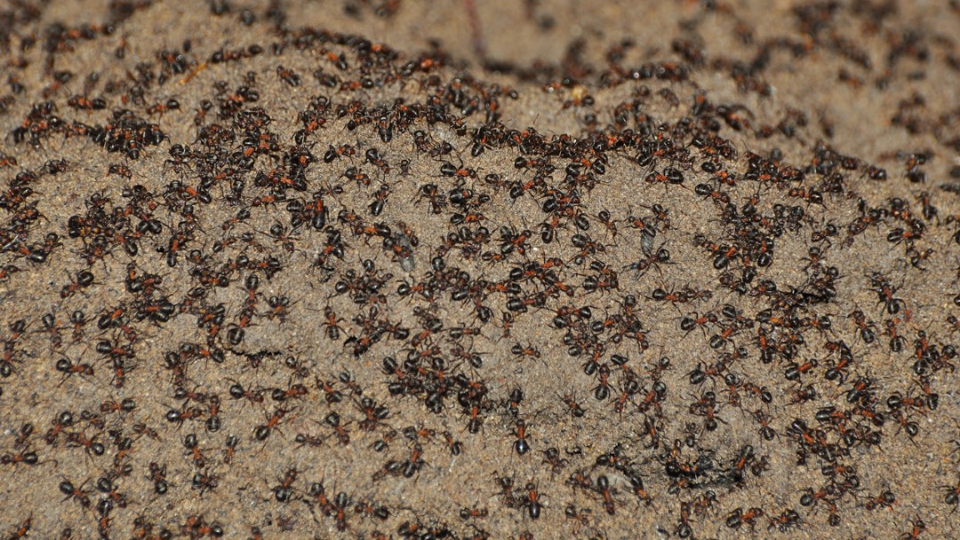 Hormigas liberadas del búnker nuclear. (Journal of Hymenoptera Research)