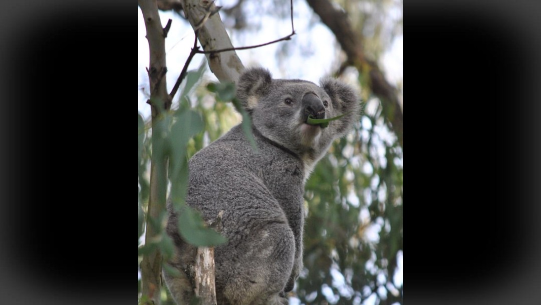 Foto: Incendios en Australia han destruido 80% del hábitat de los koalas