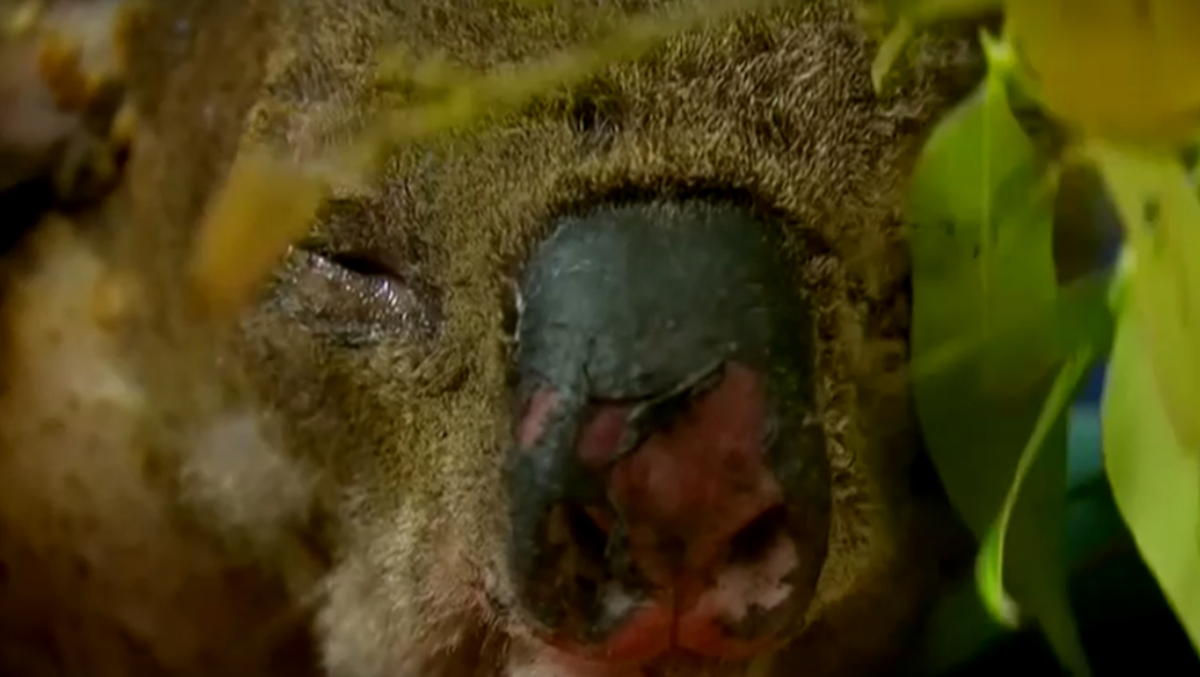 Koalas se enfrentan a devastadores incendios en Australia