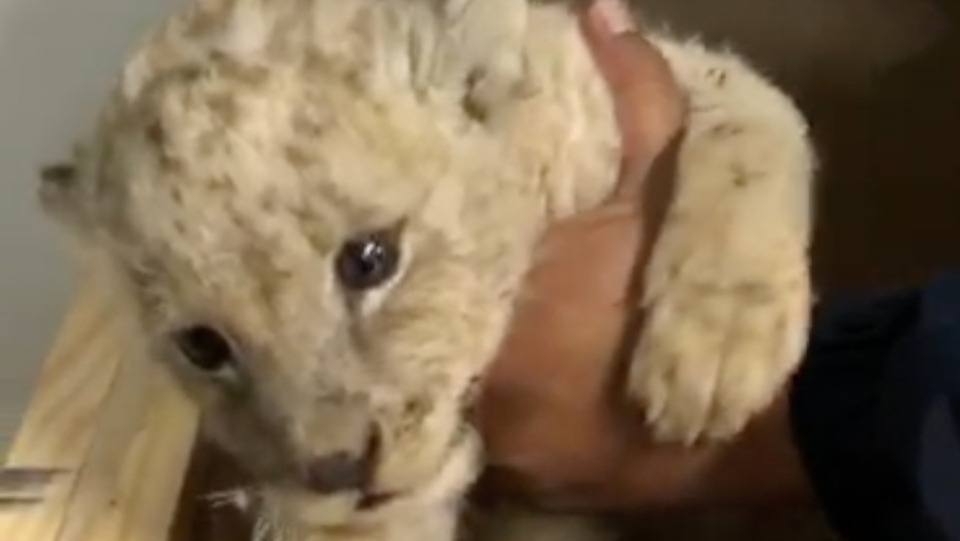 El león bebé fue llevado a un zoológico de Ensenada para que sea cuidado y alimentado. (Guardia Nacional)