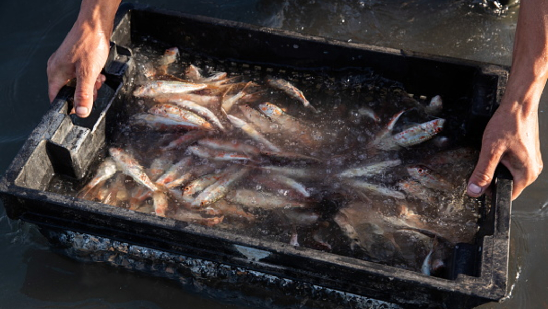 Imagen: Según los científicos, si se implementan reformas la industria pesquera podría aumentar las capturas en un 20% comparado con la actualidad, 19 de noviembre de 2019 (Getty Images, archivo)
