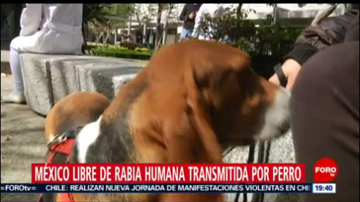FOTO:México, libre de rabia transmitida por perro, 12 noviembre 2019