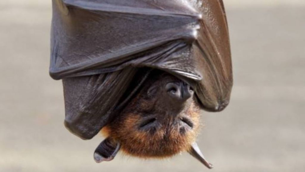 FOTO Murciélagos podrían tener respuestas a combate a envejecimiento y cáncer. (Getty Images)