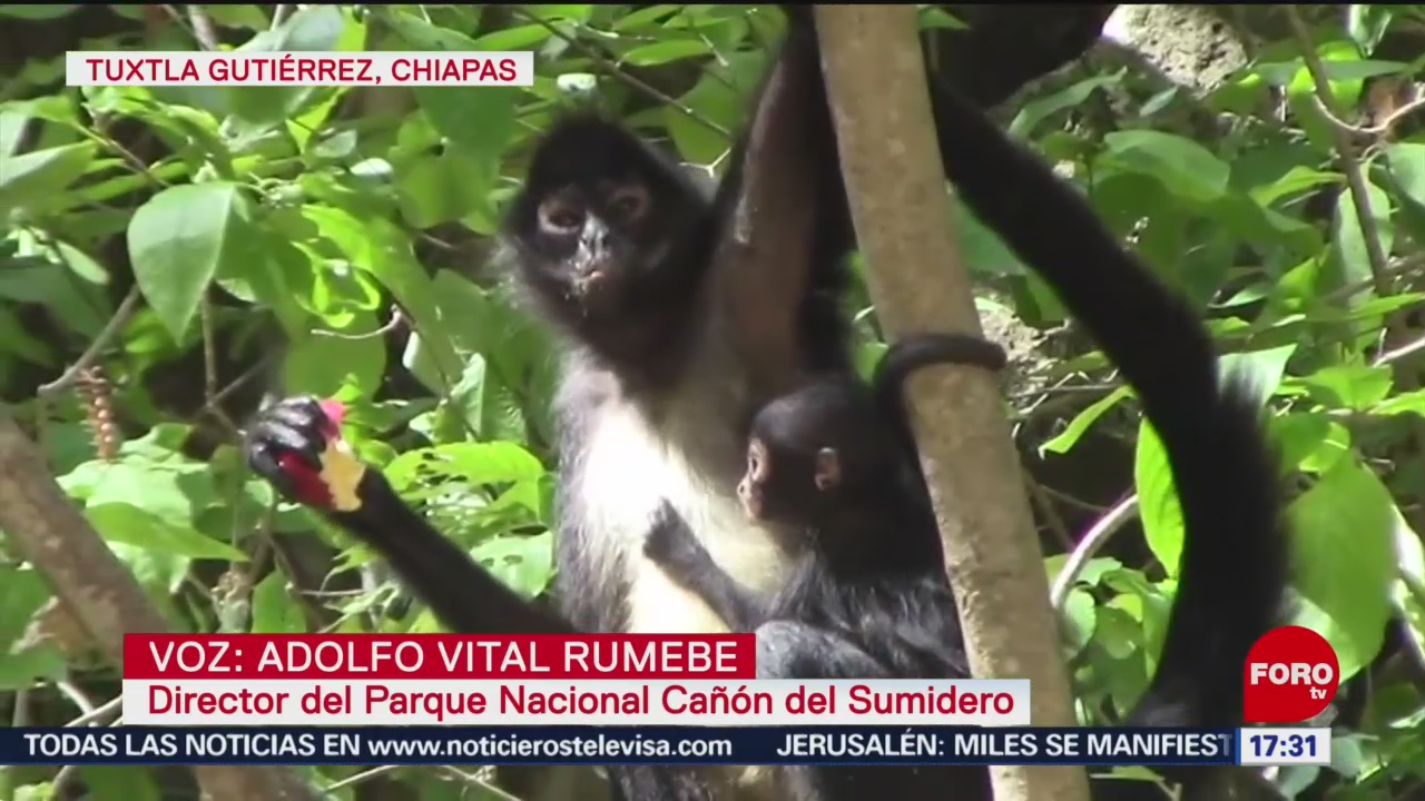 FOTO: Nace Mono Araña Cañón Sumidero