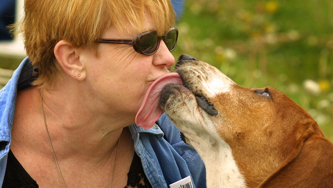 Besar a mascotas podría afectar el hígado y los pulmones