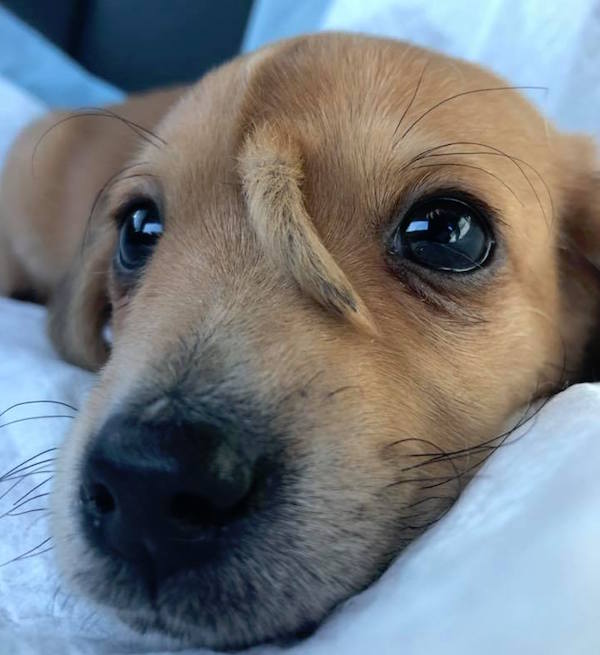 Foto Abandonan a perrito porque nació con una cola en la cabeza 14 noviembre 2019