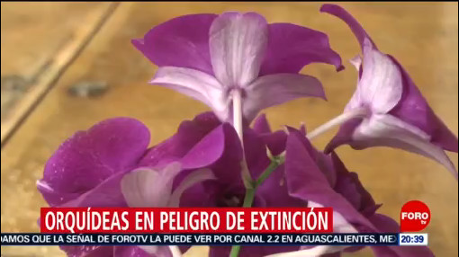Foto: Orquídeas Endémicas Peligro Extinción México 20 Noviembre 2019
