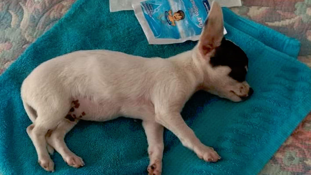 Foto Perro chihuahua sufre daño cerebral por cohetes lanzados en fiesta religiosa 21 noviembre 2019