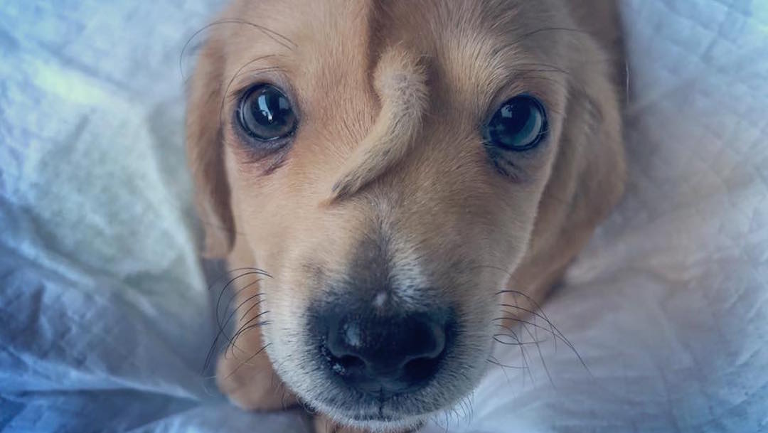 Foto Abandonan a perrito porque nació con una cola en la cabeza 14 noviembre 2019