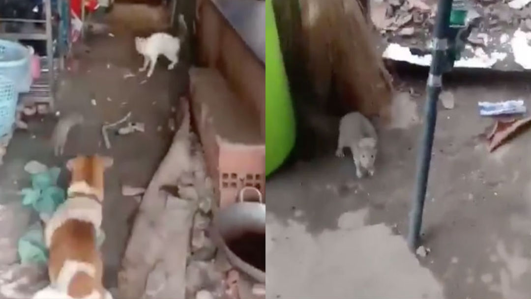 Foto perro y gato se unen para vencer a una rata enorme 8 noviembre