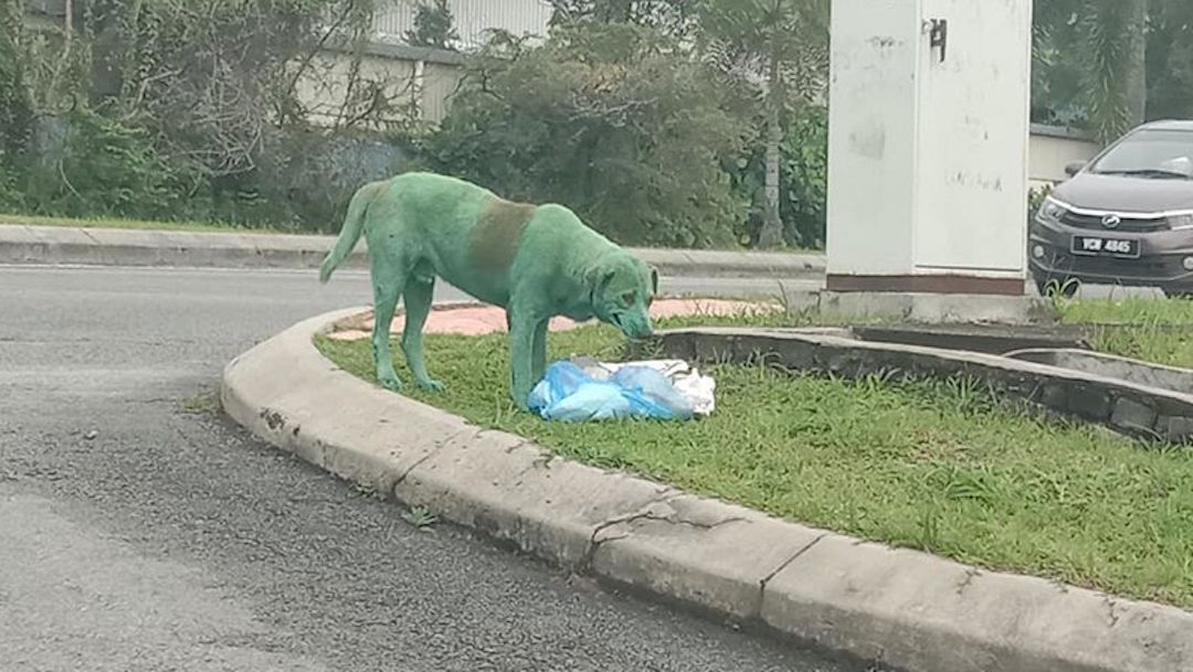 Joven encuentra a perro pintado de verde y buscando comida