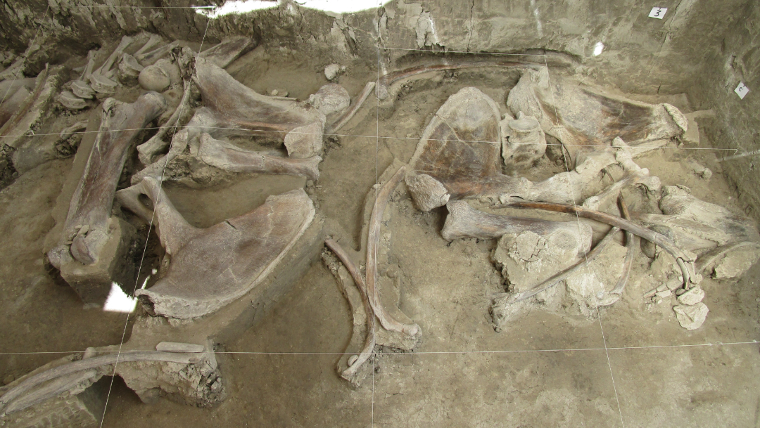 Foto: El arqueólogo dijo también que nunca se había encontrado una gran cantidad de huesos de mamut en un único sitio, 6 de noviembre de 2019 (INAH)