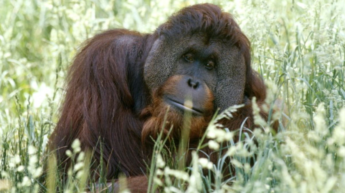 Sandra, la orangutana reconocida como 'persona no humana' se muda a santuario en Florida