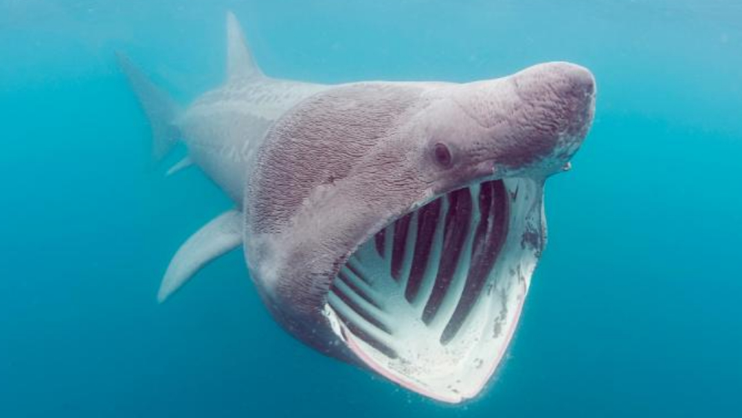 Extraña especie de tiburón en peligro de extinción resurge en el Atlántico