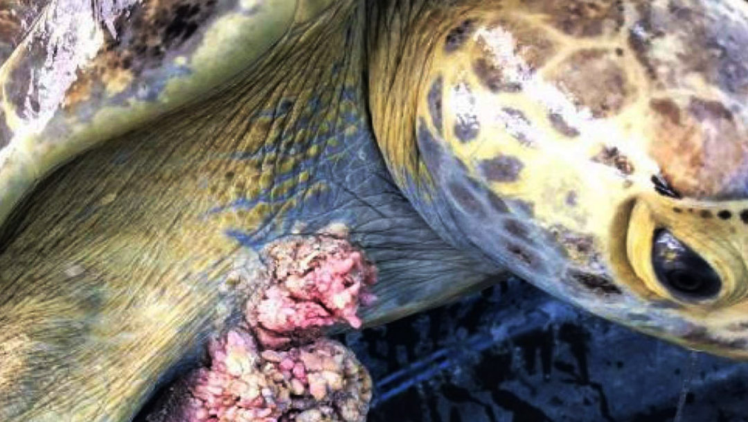 Hallan tortugas marinas con tumores por presencia de metales