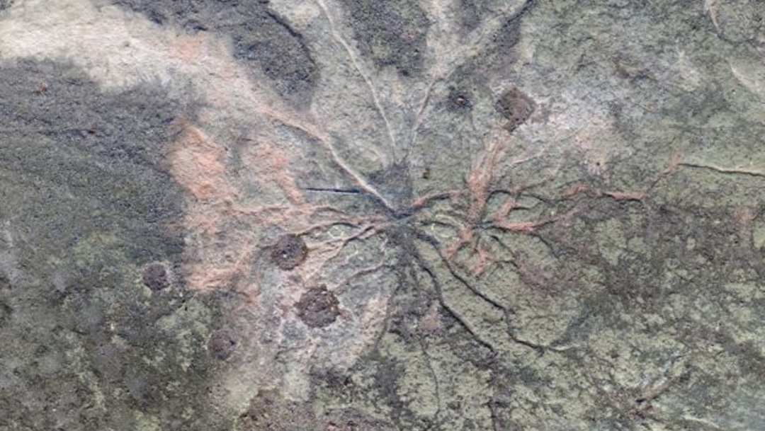 Descubren bosque fósil más antiguo del mundo de más de 380 millones de años, 19 de diciembre de 2019, (WILLIAM STEIN / CHRISTOPHER BERRY)