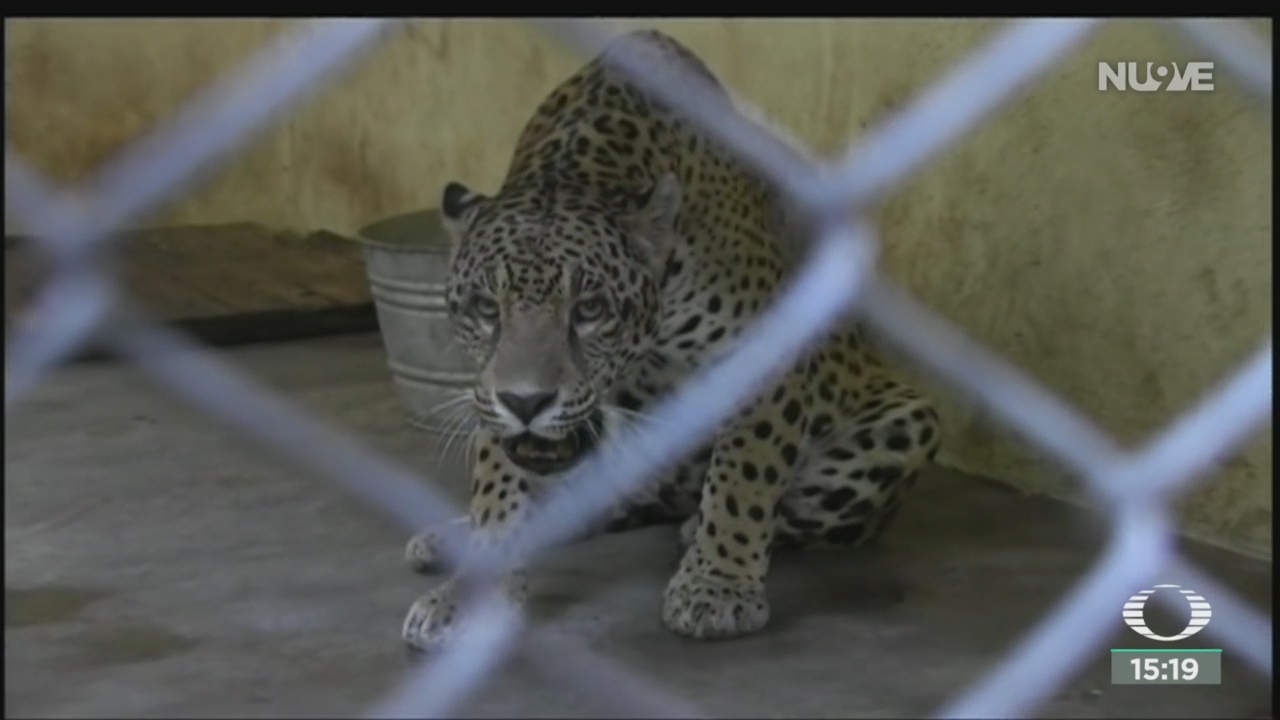 aumenta poblacion del jaguar en campeche