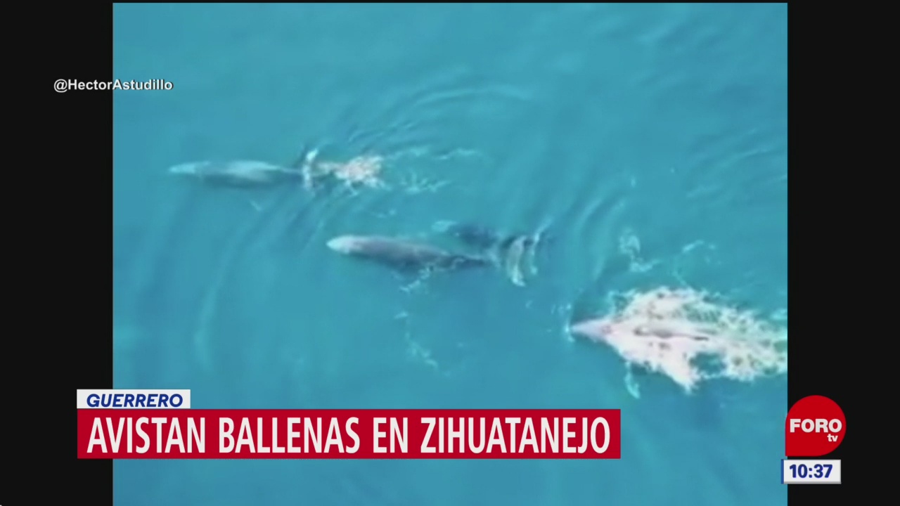 Foto: avistan ballenas en zihuatanejo guerrero